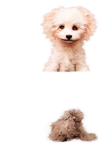 dog angel,huichon,small dog,3d teddy,pomeranians,bichon,pomeranian,dog frame,unmop,sniffers,dogana,dog,maltese,toto,puppa,barkdoll,transparent background,toy dog,doghmush,dogrib,Art,Artistic Painting,Artistic Painting 49