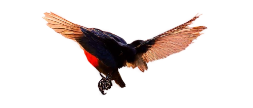 birdwing,rufous hummingbird,humming bird moth,male rufous hummingbird,bird wing,forewing,colibri,humming bird,bird hummingbird,glass wing butterfly,ruby-throated hummingbird,black-chinned hummingbird,puffleg,rofous hummingbird,bird fly,bird in flight,fantail,redstart,hindwings,rufous,Illustration,Vector,Vector 13