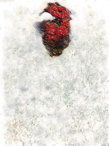 red cliff crab,duckweed,realgar,mantella,painted turtle,birds abstract,sundews,bird in bath,sphagnum,azolla,poppies in the field drain,tomatina,bloodstone,fly agaric,berried,scarlet lily beetle,the crayfish 2,red feeder,wallcreeper,birdbath,Photography,Documentary Photography,Documentary Photography 34