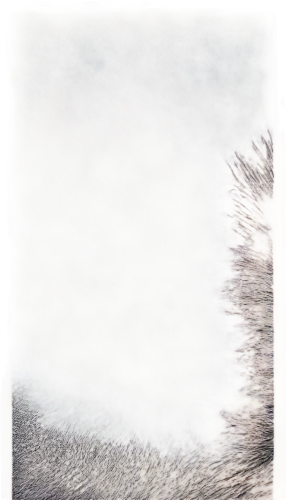 dog frame,wolfed,transparent image,pyote,trico,shearmur,dogana,furring,wolfgramm,boar,atunyote,raccoon,wolffian,furta,eardwulf,volf,deg,sealskin,sackcloth textured background,wolfdog,Illustration,Realistic Fantasy,Realistic Fantasy 35