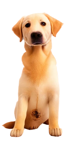 garrison,inu,defence,ein,petery,cute puppy,shiba,labrador,defense,shiba inu,shibe,dogana,dog,bongo,labrador retriever,cheerful dog,puppa,deg,small dog,corgi,Unique,3D,Isometric