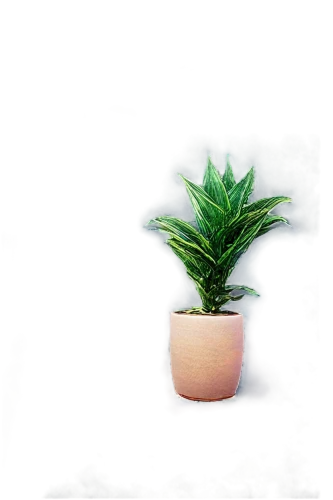 potted plant,aquatic plant,potted palm,small plant,aquatic herb,hostplant,houseplant,rank plant,pot plant,potted tree,green plant,plant,water plants,container plant,dark green plant,potted plants,plant pot,zamia,money plant,small tree,Art,Artistic Painting,Artistic Painting 47
