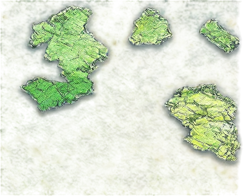 azolla,bryophyte,moss landscape,green trees with water,bryophytes,duckweed,forest moss,artificial islands,lichen,lichens,landsat,watermilfoil,hydrilla,archipelagos,floating islands,eutrophication,selaginella,forest floor,swamps,cyanobacteria,Photography,Documentary Photography,Documentary Photography 24