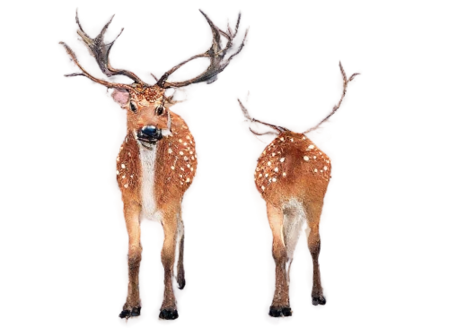 male deer,spotted deer,whitetails,red-necked buck,dotted deer,deers,european deer,fawns,deer,glowing antlers,whitetail,x axis deer elk,antlered,pair of ungulates,gold deer,winter deer,deer illustration,white-tailed deer,moschus,venado,Conceptual Art,Sci-Fi,Sci-Fi 14