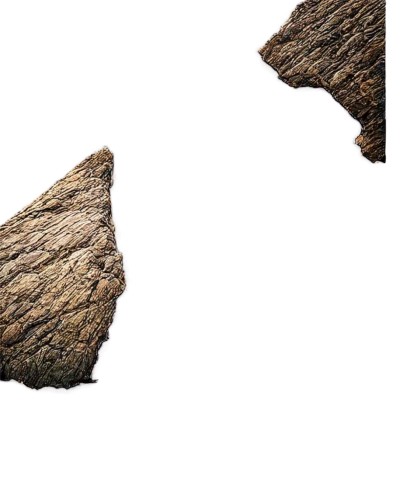 wood and leaf,dry branch,dried leaf,walnut leaf,tree slice,tree bark,fir cone,common walnut,dry leaf,maple branch,dry twig,dried leaves,wood background,tree branch,wood texture,bagworm,stingless bees,slice of wood,acorn leaf,stingless,Conceptual Art,Daily,Daily 20