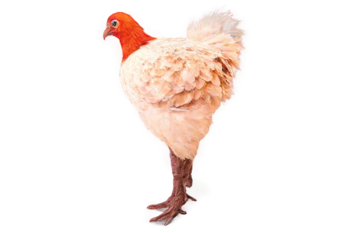 redcock,portrait of a hen,cockerel,coq,pollo,hen,poussaint,poppycock,flamininus,pajarito,vintage rooster,polish chicken,bird png,bantam,chicken bird,rallus,gallo,leghorn,landfowl,henpecked,Photography,Documentary Photography,Documentary Photography 38