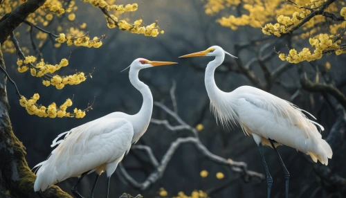 egrets,herons,great egret,eastern great egret,white heron,white storks,egret,white egret,great white egret,crested terns,reiger,heronry,gwe,bird couple,birds on a branch,wild birds,birds gold,swan pair,migratory birds,great white pelicans,Photography,General,Fantasy