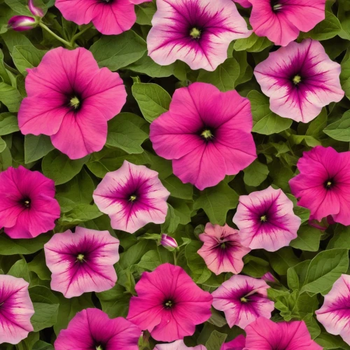 petunias,garden petunia,flower background,flowers png,floral digital background,flower wallpaper,farmers market petunias,mexican petunia,pink flowers,vincas,pink periwinkles,cineraria,pink floral background,pink daisies,phlox,floral background,paper flower background,colorful flowers,pink petals,senetti,Illustration,Realistic Fantasy,Realistic Fantasy 09