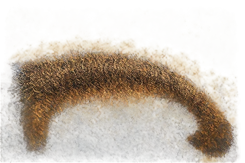 foxtail,garden-fox tail,hare tail grasses,hare tail grass,tailed,xanthorrhoea,round autumn frame,furring,cattail,circle around tree,straw animal,degenerative,anthill,porcupine,cattails,fractalius,tussock,brontosaurus,ostrich feather,artiodactyl,Conceptual Art,Daily,Daily 07