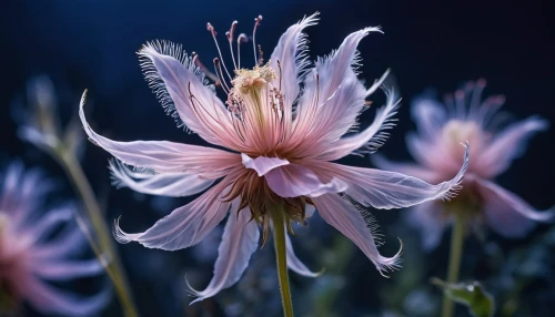 nerine,anemone japan,pulsatilla grandis,aquilegia,aquilegia japonica,stamens,pulsatilla,lycoris,cosmea,cosmos flower,night-blooming cereus,aquilegia olympic,zephyranthes,chicory,close up stamens,korean chrysanthemum,star dahlia,nigella,star anemone,dahlia pink,Photography,Artistic Photography,Artistic Photography 01