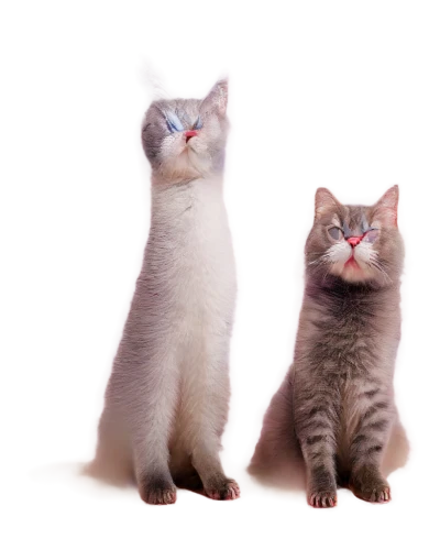 georgatos,catterns,vintage cats,cat pageant,catsoulis,two cats,cat vector,gatos,sphinxes,cat image,katzen,kittenish,siamese cat,cats,whiskas,kittens,felids,transparent background,suara,twinkles,Photography,Documentary Photography,Documentary Photography 19