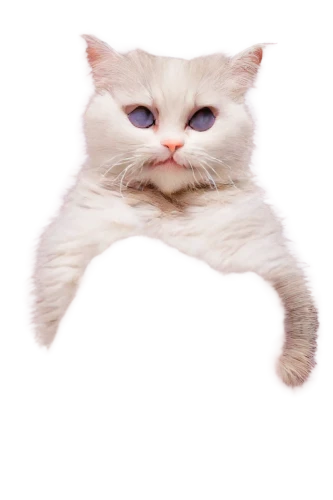 cat image,catoe,anf,cat vector,cattan,catto,white cat,transparent image,deformations,omc,catterson,catc,catroux,cat frame,cat,mow,pink cat,transparent background,gatski,mau,Conceptual Art,Daily,Daily 27