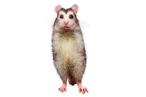 peromyscus,rodentia,ratsirahonana,color rat,rat,ratsiraka,ratwatte,woodrat,rattiszell,ratliffe,acheilognathus,ratterman,opossum,ratua,pamphilus,palmice,ratico,spermophilus,tikus,ratuva,Illustration,Retro,Retro 09