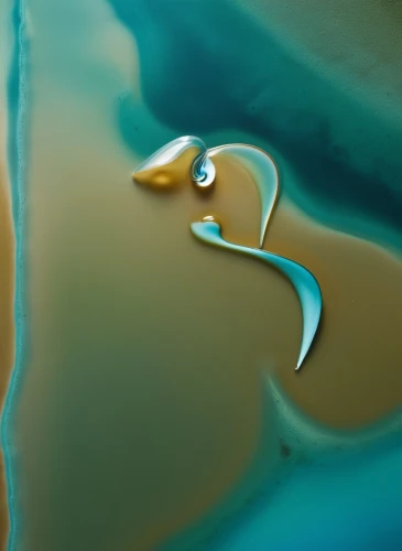 dolphins in water,archipenko,mooring dolphin,trumpet of the swan,ornamental duck,dolphin,dolphin fountain,two dolphins,surface tension,gannet,gota,dauphins,dolphin background,duck on the water,sea swallow,spoon heron,plongeon,water drop,dolphin swimming,the dolphin,Photography,Artistic Photography,Artistic Photography 03