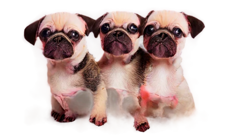 pugs,french bulldogs,quadrupeds,brachycephalic,mops,animorphs,cerberus,chiens,pug,puggy,btrc,three dogs,frenchified,color dogs,chiangs,pugnacious,doghouses,spaniels,carcasses,terriers,Art,Artistic Painting,Artistic Painting 05