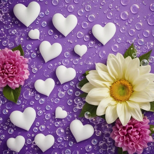 purple wallpaper,paper flower background,two-tone heart flower,purple background,flower background,puffy hearts,vintage lavender background,floral heart,white with purple,flower wall en,flower wallpaper,daisy heart,wall,glitter hearts,lavender flowers,heart background,lavender flower,colorful heart,watery heart,purple,Photography,Documentary Photography,Documentary Photography 26