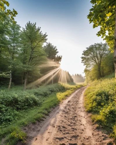 aaaa,aaa,nature background,the way of nature,the mystical path,country road,forest road,nature wallpaper,aa,buencamino,forest path,chemin,dirt road,background view nature,pathway,the path,dusty road,online path travel,sunrays,caminos,Photography,General,Realistic