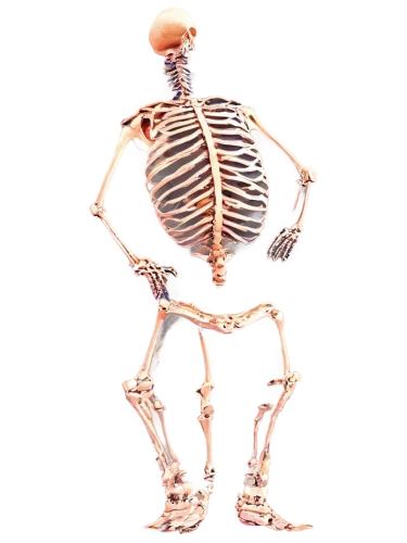 skeletal,calcium,osteoporotic,skelemani,doot,boneparth,human skeleton,osteoporosis,vintage skeleton,bone,skeletons,spookily,skeleton,calcium pools,skelly,bones,osteoblast,skeleltt,skeletal structure,spookiest,Illustration,Vector,Vector 16