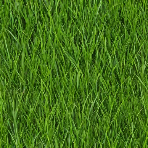 green wallpaper,block of grass,zoysia,grass,gras,grass blades,green lawn,lawn,grass grasses,green grass,paspalum,grassman,cleanup,grasslike,green background,golf course grass,blade of grass,wheat germ grass,seamless texture,long grass,Illustration,Abstract Fantasy,Abstract Fantasy 10