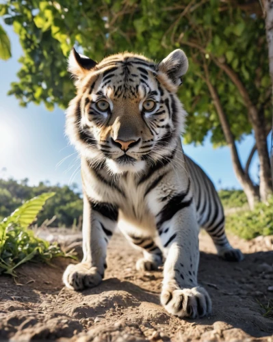 tiger cub,malayan tiger cub,young tiger,asian tiger,bengal tiger,sumatran tiger,a tiger,white tiger,harimau,tigerish,tiger,zabu,tigert,tiger cat,white bengal tiger,siberian tiger,sumatrana,tigar,blue tiger,tigerle,Photography,General,Realistic