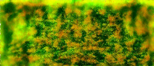 background abstract,degenerative,green wallpaper,chameleon abstract,block of grass,tree texture,green wheat,biofilm,chlorophyll,green background,vegetation,green grain,forest moss,bryophyte,green tree phyton,clusiaceae,sphagnum,chlorosis,green plant,nepenthaceae,Art,Classical Oil Painting,Classical Oil Painting 10