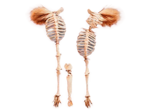 femurs,skeletal,skeletons,cartilages,spine,cattails,bones,skeleton,spinal,osteoblast,bone,crossed bones,softspikes,vertebrae,osteoporotic,fish bones,pendulums,cattail,skeleton leaves,claviceps,Illustration,Realistic Fantasy,Realistic Fantasy 15
