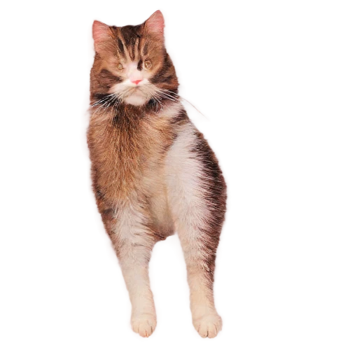 calico cat,cat vector,suara,cat image,calico,anf,mogwai,catoe,mau,omc,catterson,transparent background,kitterman,iz,on a transparent background,kittikachorn,cat portrait,cat,catto,cattan,Photography,Documentary Photography,Documentary Photography 28