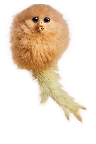 tribble,pomeranian,fuzzball,sulfurated,pom,knuffig,pompons,froomkin,pomeranians,unmop,hedgecock,furgal,light fur,pomerania,poofy,fertik,fluffier,silkie,fluff,snuffleupagus,Illustration,Retro,Retro 19