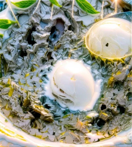 talaba,quail eggs,quail egg,tadpoles,eggs,horseshoe crabs,white eggs,limpets,bird eggs,brakhage,huitlacoche,calvisius,bird's egg,balut,raw eggs,escargots,boiled eggs,herb quark,blue eggs,ostracods