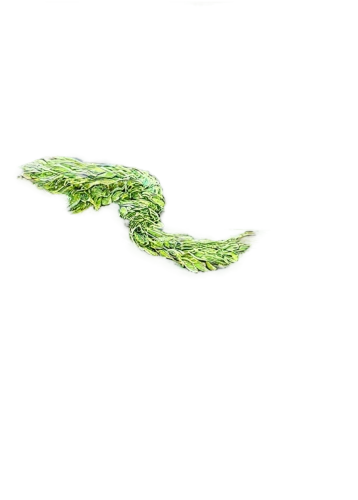 aquatic herb,duckweed,water spinach,hydrilla,frog background,aquatic plant,water frog,azolla,pondweed,microlepis,anchorena,watermilfoil,pond frog,water lily leaf,pelophylax,mosquitofish,eelgrass,spiralfrog,green water,cyanobacteria,Illustration,Realistic Fantasy,Realistic Fantasy 06