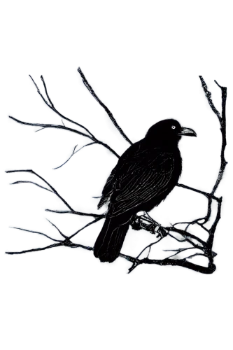 night bird,nocturnal bird,3d crow,crows bird,bird png,nightbird,carrion crow,crows,crow in silhouette,raven bird,black bird,american crow,magpie,crow,seedeater,black crow,ravens,currawong,grackle,karasu,Illustration,Black and White,Black and White 33