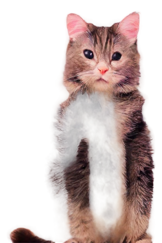 cat image,tabby cat,kittenish,murgatroyd,cat vector,catterson,moppet,kittner,kattan,anf,catsoulis,kittleson,catoe,mehitabel,minurcat,mogwai,mmogs,kittani,cartoon cat,transparent background,Conceptual Art,Daily,Daily 16