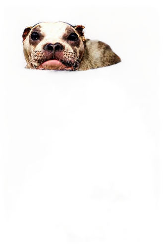 dog frame,dogana,deg,dog,borker,mogridge,emogi,dogface,bulldog,dog head,piebald,sniffers,biter,dogrib,dog face,doggart,pugalur,dogmeat,peanut bulldog,pet rudel,Photography,Artistic Photography,Artistic Photography 01