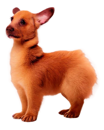 chihuahua,garrison,ein,parvo,chihuahuas,small dog,dogana,inu,pupillidae,terrier,eevee,chihuahua mix,defence,fennec,sparapet,chiwawa,lumo,little dog,puppa,parvovirus,Photography,General,Commercial