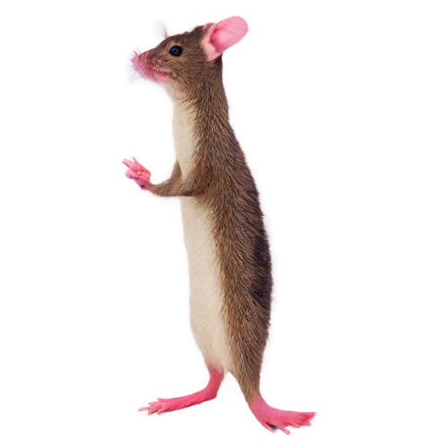 spermophilus,jerboa,rodentia,sciurus,tularemia,leporidae,squirreling,squirreled,ratliffe,color rat,palmice,dik,sciuridae,pamphilus,palm squirrel,lampsacus,brachyurus,tikus,sylvilagus,ratsirahonana,Illustration,Paper based,Paper Based 22