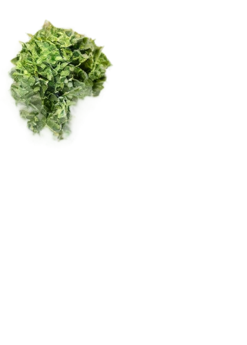 bryophyte,green bubbles,hydrilla,cannabidiol,bryophytes,mandelbrot,cyclospora,chlorotic,green smoke,chlorophyll,coconut palm infrutescence,cannabinol,decarboxylase,nettle,globule,herbed,green plant,greeno,chloro,greencore,Art,Classical Oil Painting,Classical Oil Painting 29