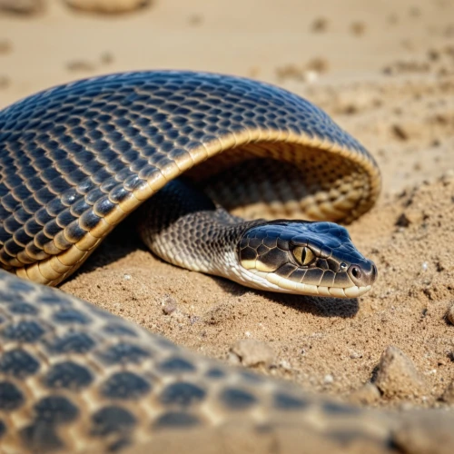 african house snake,grass snake,carpet python,lampropeltis,crotalus,boomslang,hognose,reticulatus,thamnophis,keelback,coachwhip,pointed snake,kingsnake,blue snake,rattlesnake,rat snake,serpiente,vipera,liophis,beach snake,Photography,General,Realistic