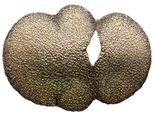 cylindropuntia,dipterocarpaceae,nepenthaceae,polyporaceae,mammillaria,chaetophoraceae,pseudopods,nopal,asclepiadaceae,plasmodesmata,sporangium,betulaceae,ascidian,mucilaginous,stomata,caryophyllaceae,rubiaceae,opuntia,phyllosilicates,licinianus,Conceptual Art,Fantasy,Fantasy 26