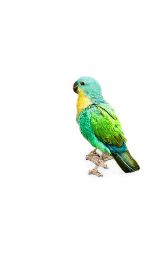 sun parakeet,yellow green parakeet,yellowish green parakeet,south american parakeet,beautiful parakeet,green parakeet,parrotlet,kakariki parakeet,green bird,the slender-billed parakeet,parakeet,beautiful yellow green parakeet,yellow parakeet,budgerigar,cute parakeet,blue parakeet,green rosella,rose-ringed parakeet,budgerigar parakeet,conure,Illustration,Retro,Retro 07