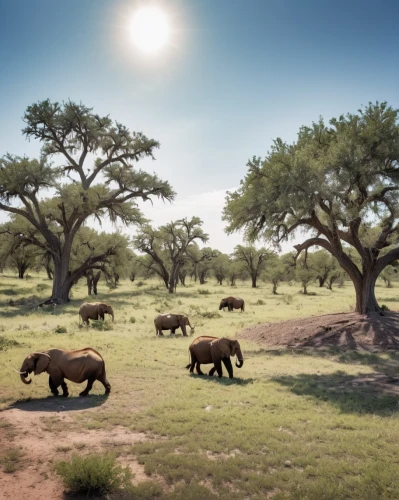 african buffalo,buffalo herd,aurochs,african elephants,cape buffalo,serengeti,rangelands,savane,tsavo,buffaloes,okavango,australopithecines,bushveld,zambezian,wildebeests,disneynature,wildebeest,pejeta,elephant herd,etosha,Photography,General,Realistic