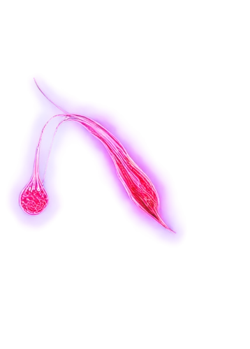 flagella,microtubules,microvascular,tubules,ultracapacitors,elegans,ectoparasite,spermatozoa,pylori,trypanosomes,plasma lamp,microcapsules,parvulus,epilobium,spermatophores,neon cocktails,spermatogenesis,escherichia coli,microflora,kirlian,Conceptual Art,Fantasy,Fantasy 34