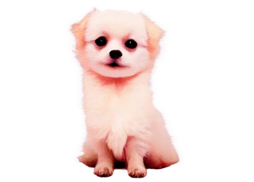 huichon,pomeranian,small dog,bichon,3d teddy,parvo,pomeranians,toy dog,puppa,barkdoll,shih tzu,dogana,shih,apso,transparent background,ein,puppini,little dog,petery,shih poo,Conceptual Art,Daily,Daily 33