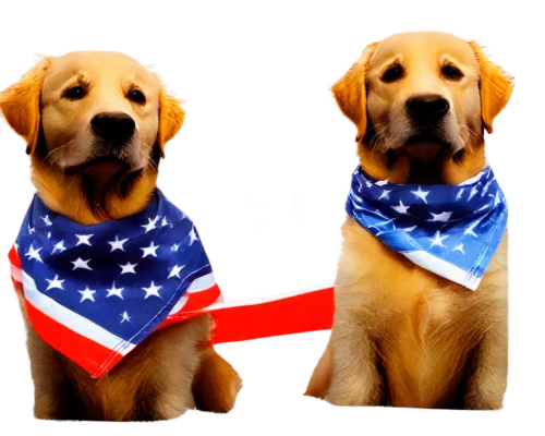 goldens,service dogs,labradors,bandana background,color dogs,retrievers,dixie,neckerchiefs,patriotism,little flags,labrador retriever,gundogmus,bipartisan,golden retriver,stars and stripes,service dog,patriotically,garrison,two dogs,scotty dogs,Unique,Paper Cuts,Paper Cuts 06