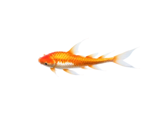 arowanas,arowana,garridos,koi fish,dragonfish,koi,red fish,lanternfish,guardfish,sarcopterygian,flaming torch,cavefish,small fish,swordtail,dartfish,barracuda,karp,hawkfish,forest fish,fish skeleton,Photography,Fashion Photography,Fashion Photography 17