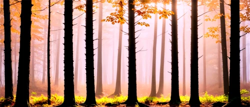foggy forest,autumn forest,forest fire,forest background,mixed forest,autumn background,autumn fog,deciduous forest,forest landscape,forest,forests,free background,pine forest,nature background,coniferous forest,foggy landscape,fir forest,forest of dreams,copse,forested,Unique,Paper Cuts,Paper Cuts 07