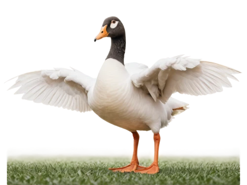 gooseander,easter goose,greylag goose,lameduck,goose,brahminy duck,cayuga duck,tula fighting goose,nile goose,branta,canadian goose,ornamental duck,shelduck,rockerduck,snow goose,a pair of geese,pato,gwe,ducalcon,st martin's day goose,Photography,Documentary Photography,Documentary Photography 17