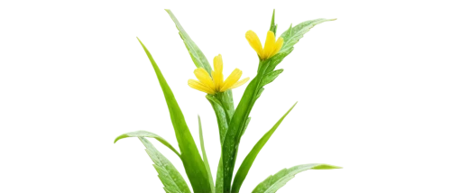 flowers png,flower background,tulip background,grass lily,lutea,jonquils,spring leaf background,grass blossom,daff,yellow flower,citronella,zephyranthes,freesia,halophyte,cyperus,tulipa sylvestris,garbarnia,sweet grass plant,blooming grass,spring background,Conceptual Art,Daily,Daily 15