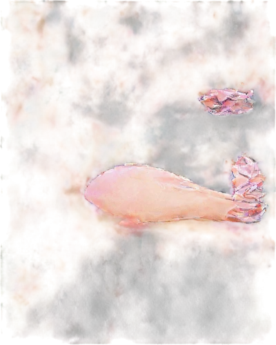 nudibranch,red cliff crab,coral finger frog,ten-footed crab,cavefish,frogfish,nudibranchs,crab 1,tunicates,clingfish,female hand,sea squirt,square crab,coral fish,aponogeton,soft coral,mesostigmata,fasciola,crab 2,haematopus,Illustration,Paper based,Paper Based 13