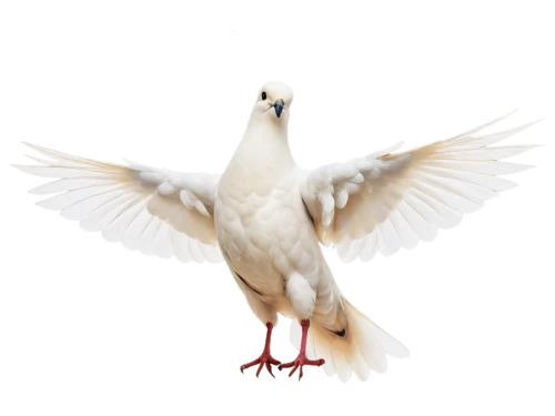 dove of peace,doves of peace,peace dove,bird png,white pigeon,white dove,holy spirit,white eagle,carrier pigeon,peacocke,white pigeons,cygnes,dove,quickbird,seagle,kagu,pigeon flying,seagull,domestic pigeon,gullfaks,Photography,Fashion Photography,Fashion Photography 18