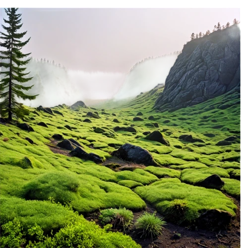 moss landscape,cartoon video game background,landscape background,swampy landscape,virtual landscape,salt meadow landscape,green landscape,green forest,fantasy landscape,mushroom landscape,terraformed,background design,background vector,green valley,frog background,futuristic landscape,3d background,alpine landscape,hinterlands,terraforming,Photography,Documentary Photography,Documentary Photography 15